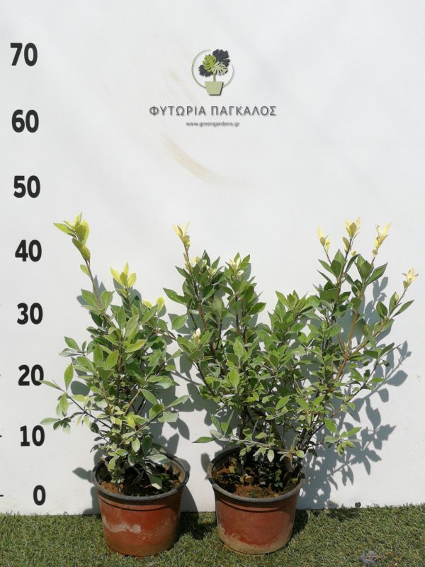 Αγγελική Μικρόφυλλη (Pittosporum heterophyllum) - 3